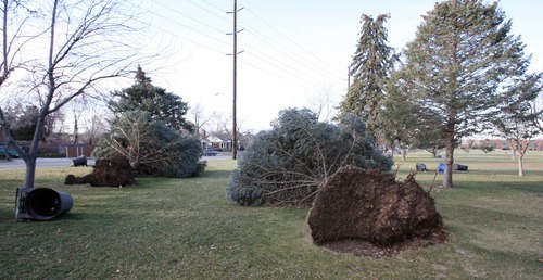 Steve Griffin  |  The Salt Lake Tribune
High winds downed pine trees at Sunnyside Park in Salt Lake City on Thursday.